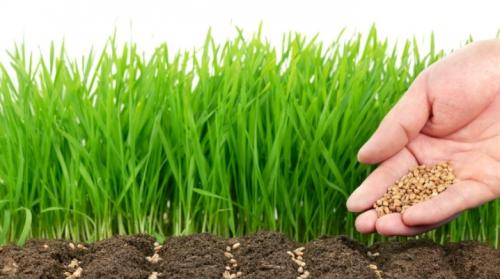 Овес, как сидерат летом. Овес в качестве сидерата