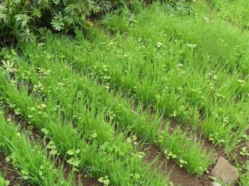 Овес и рожь, как сидераты. Овес, как зеленое удобрение 04