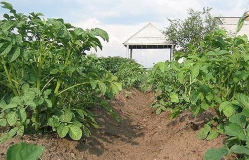 Сульфат калия для огурцов. Сульфат калия для удобрения картофеля, огурцов и томатов