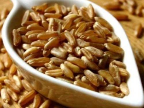 Овес и рожь, как сидераты. Овес, как зеленое удобрение 03