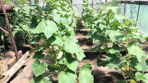 Подкормка огурцов в теплице. Любимые методы чем удобрять огурцы в теплице
