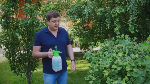 Адская смесь против болезней и вредителей в саду и огороде рецепт. 