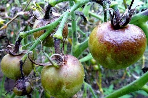 Календула от фитофторы. Как бороться с фитофторой на помидорах: простые и эффективные способы