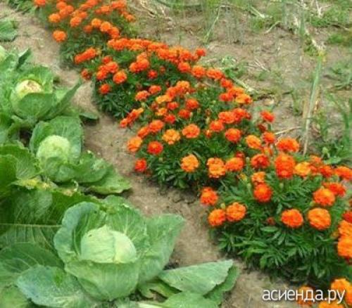 Бархатцы и календула в огороде. Рыжие защитники сада