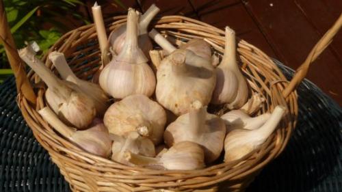 Чеснок хранение и переработка. Что делать с чесноком после выкопки, чтобы он хранился до весны