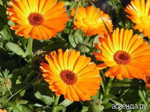 Бархатцы и календула в огороде. Рыжие защитники сада