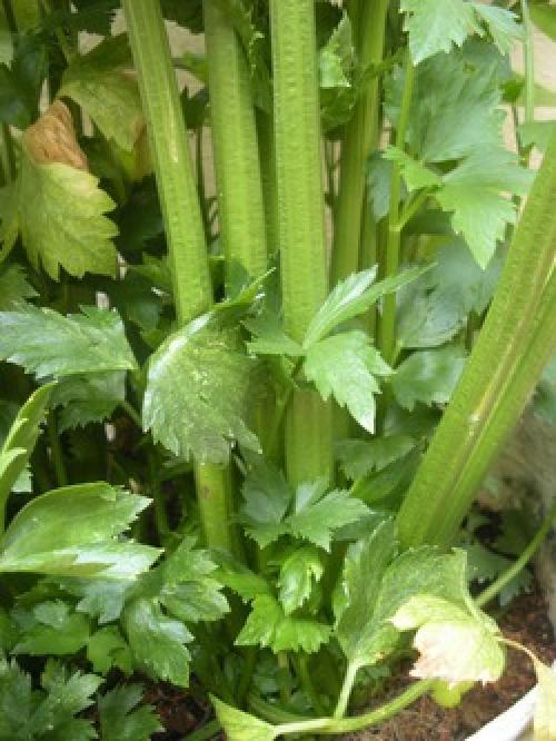 Болезни черешкового сельдерея. Болезни и вредители сельдерея. Часть 2