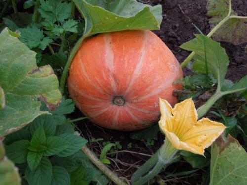 Семена тыквы для посадки. Как правильно заготовить семена тыквы для посадки?