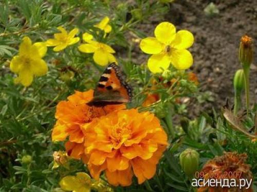 Бархатцы и календула в огороде. Рыжие защитники сада