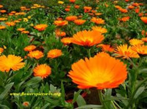 Календула в огороде польза. Польза календулы 03