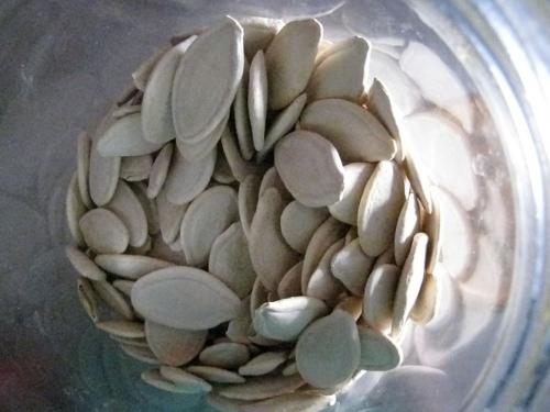 Семена тыквы для посадки. Как правильно заготовить семена тыквы для посадки?