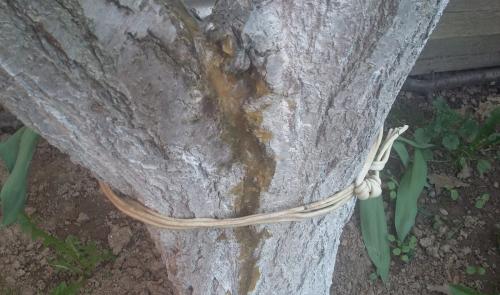 Как спасти яблоню с поврежденным стволом. Сломался ствол яблони: как спасти дерево