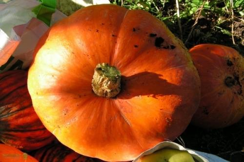 Тыква Конфетка: описание сорта