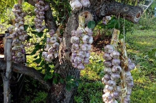 Как выкапывать чеснок и хранить. Как правильно убирать чеснок с грядки.