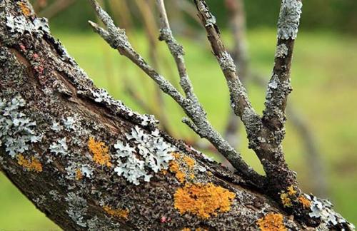 Колоновидная груша укрыть на зиму. Как ухаживать за грушей осенью, чтобы подготовить к зиме