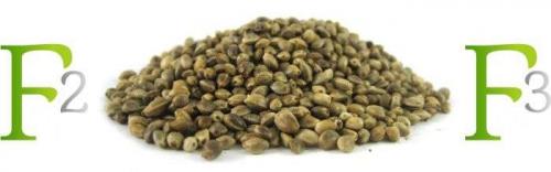 Что на семенах значит F1. Семена F1 - сортовые свойства только в первом поколении? 03