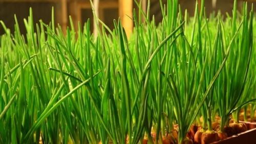 Как ускорить рост лука на перо. Пошаговая инструкция по выгонке лука на зелень в домашних условиях и на участке