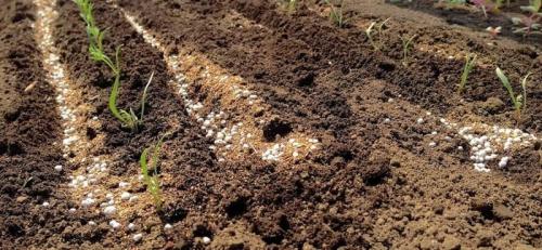 Сколько в спичечном коробке грамм удобрений мочевина. Мочевина (карбамид): удобрение, применение на огороде и саду