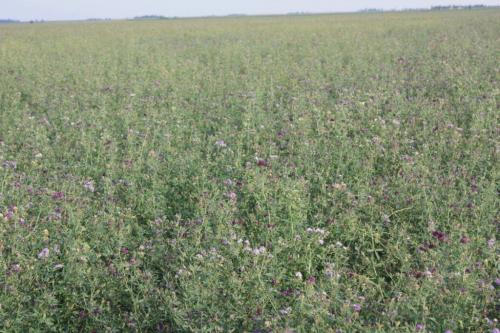 Сидераты для огорода осенью, что лучше. Какие сидераты лучше сеять осенью