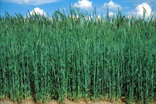 Сидераты для огорода осенью, что лучше. Какие сидераты лучше сеять осенью