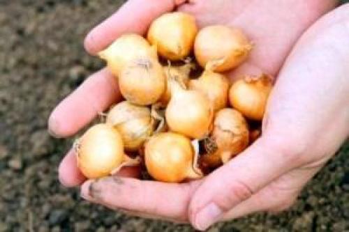 Как сохранить лук севок до весны в домашних условиях. Способы и места