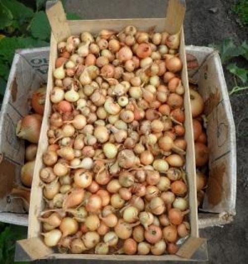 Как сохранить лук севок до весны в домашних условиях. Способы и места