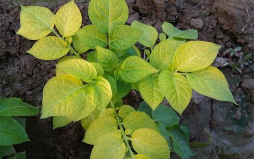 Сколько в спичечном коробке грамм удобрений мочевина. Мочевина (карбамид): удобрение, применение на огороде и саду