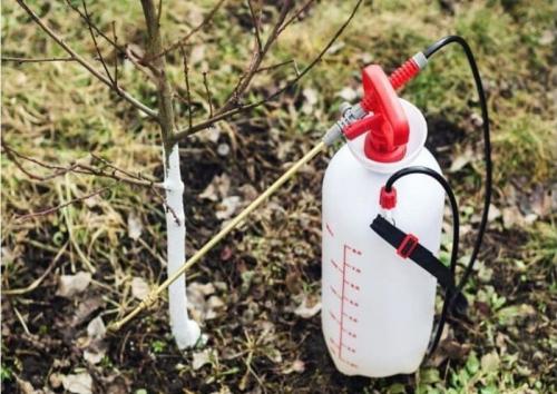 Сколько в спичечном коробке грамм удобрений мочевина. Мочевина (карбамид): удобрение, применение на огороде и саду