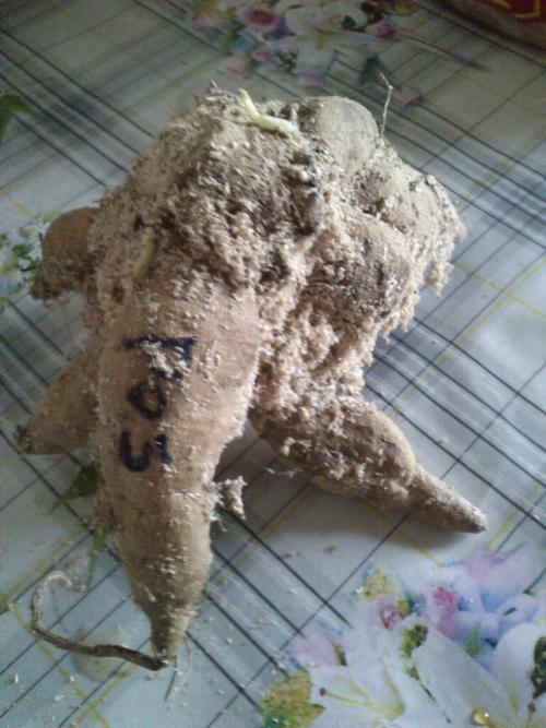 Как хранить георгины в опилках. Георгины в опилках. Как хранить и проращивать