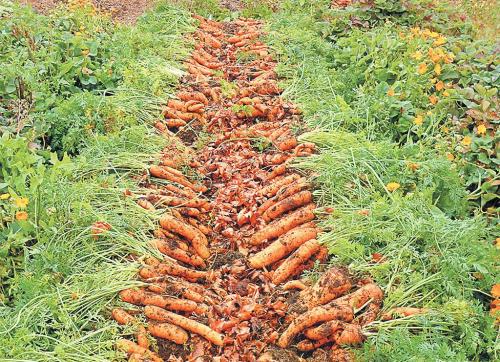 Время уборки моркови на урале. Сроки уборки моркови в 2020 году
