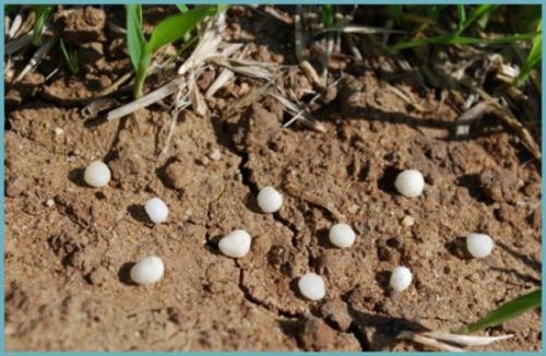 Сколько мочевины на ведро воды. Мочевина –, как применять удобрение правильно