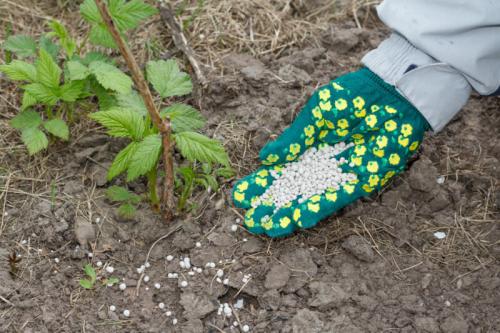 Чем подкормить ремонтантную малину в августе. Подкормка, полив, рыхление грунта и мульчирование