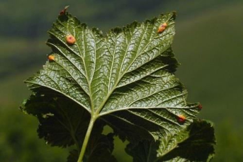 Вредители смородины. Чем болеет черная смородина и какие вредители портят куст?