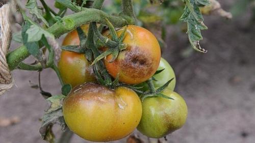 Ржавчина на помидорах. Что делать, если на помидорах появились коричневые пятна: фото пораженных томатов и пути их спасения
