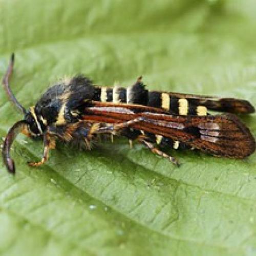 Стеклянница на малине. Малинная стеклянница - садовая лакомка