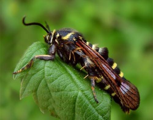 Стеклянница на малине. Малинная стеклянница - садовая лакомка