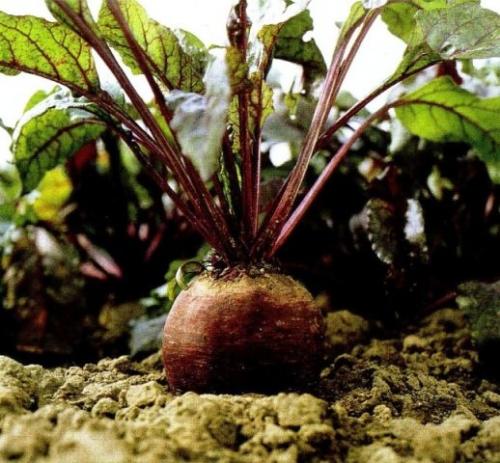 Время уборки моркови в средней полосе россии. Когда выкапывать морковь?