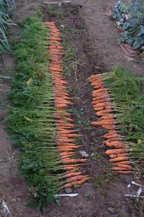 Время уборки моркови на урале. Сроки уборки моркови в 2020 году