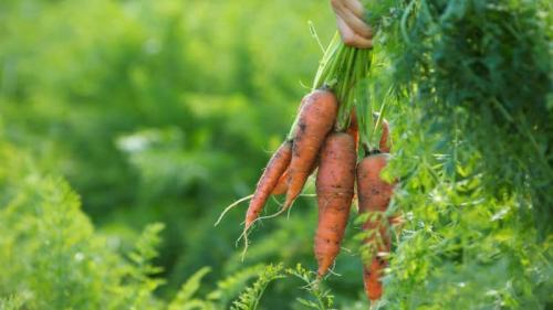 Время уборки моркови в средней полосе. Оптимальные сроки уборки урожая