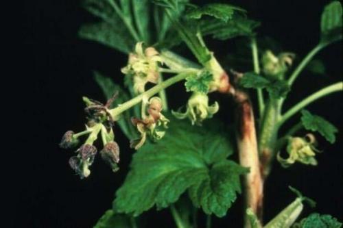 Вредители смородины. Чем болеет черная смородина и какие вредители портят куст?