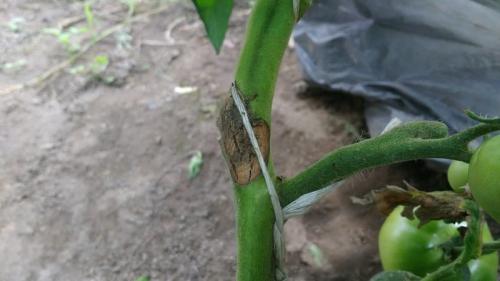 Пятна на помидорах в теплице. Какие бывают болезни помидоров в теплице и борьба с ними