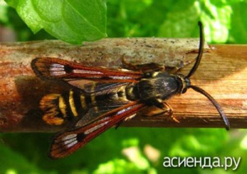 Стеклянница на малине. Малинная стеклянница - садовая лакомка