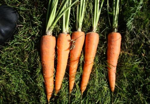 Время уборки моркови на урале. Сроки уборки моркови в 2020 году