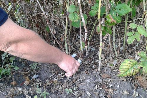 Как правильно обрезать малину на зиму. Обрезка