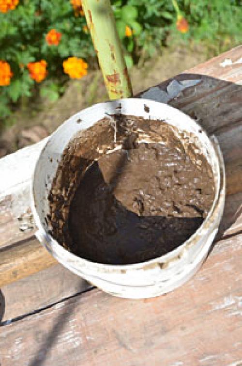 Как садить клубнику в августе. Выбор посадочного материала 02