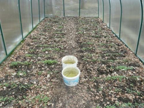 Сидераты для томатов в теплице. Лучшие сидераты для томатов осенью