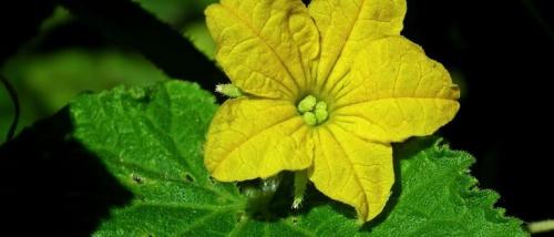 Пустоцвет на огурцах, что делать в открытом грунте. Что делать с пустоцветом на огурцах в открытом грунте и теплице