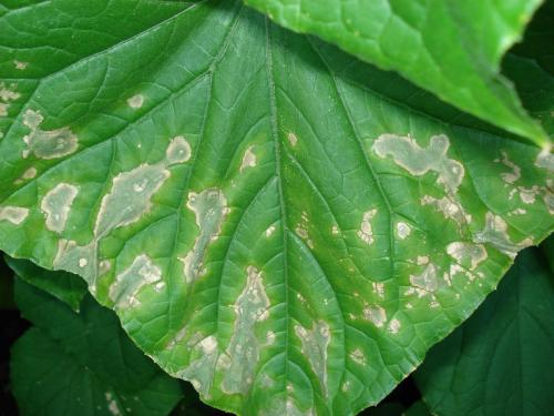 Листья огурцов бледно зеленые причина. Предположительные причины утраты зеленой окраски у огурцов