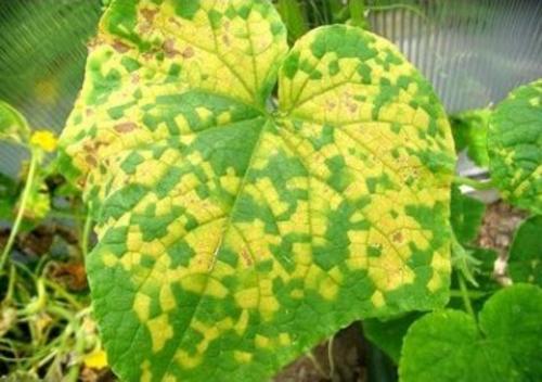 Чем побрызгать огурцы, чтобы не желтели листья и огурцы не болели. 