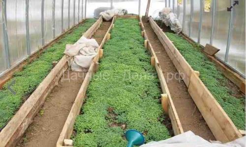 Можно ли сеять сидераты в теплице. Зачем сажать сидераты в теплице 05